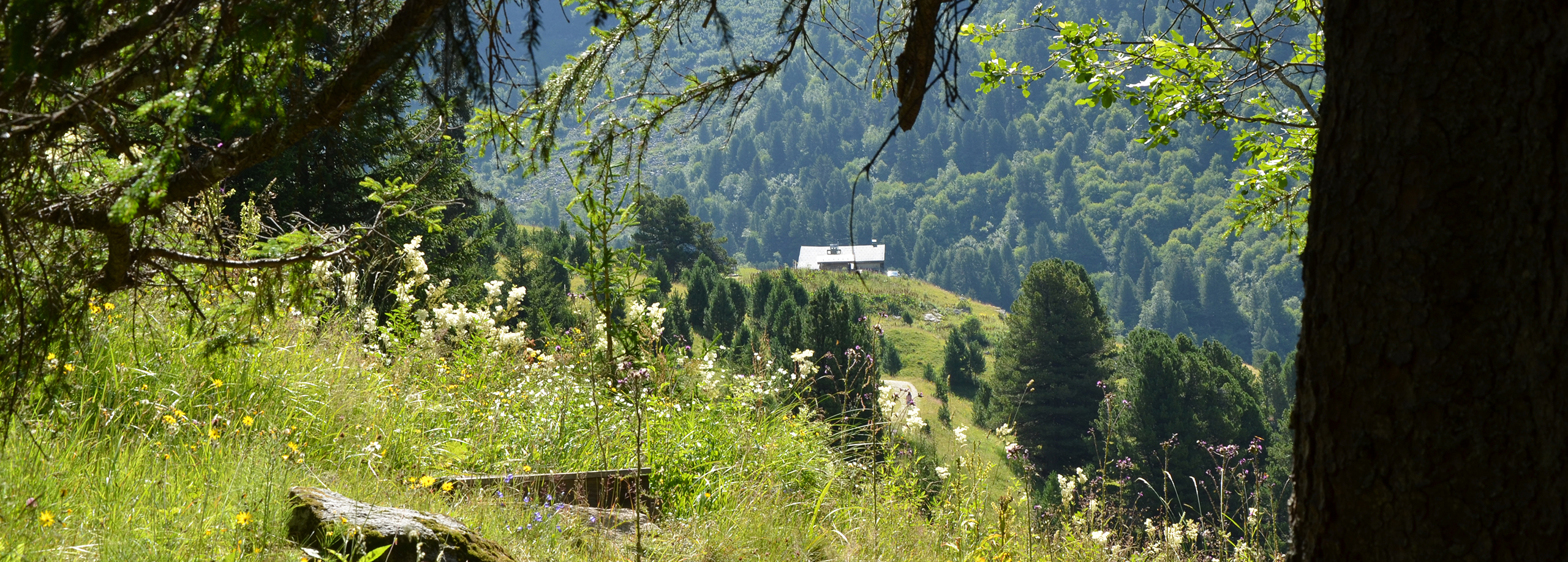 entete-sentier