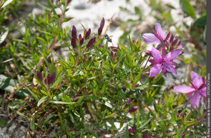 parc naturel vanoise STORCK_Frantz (65)